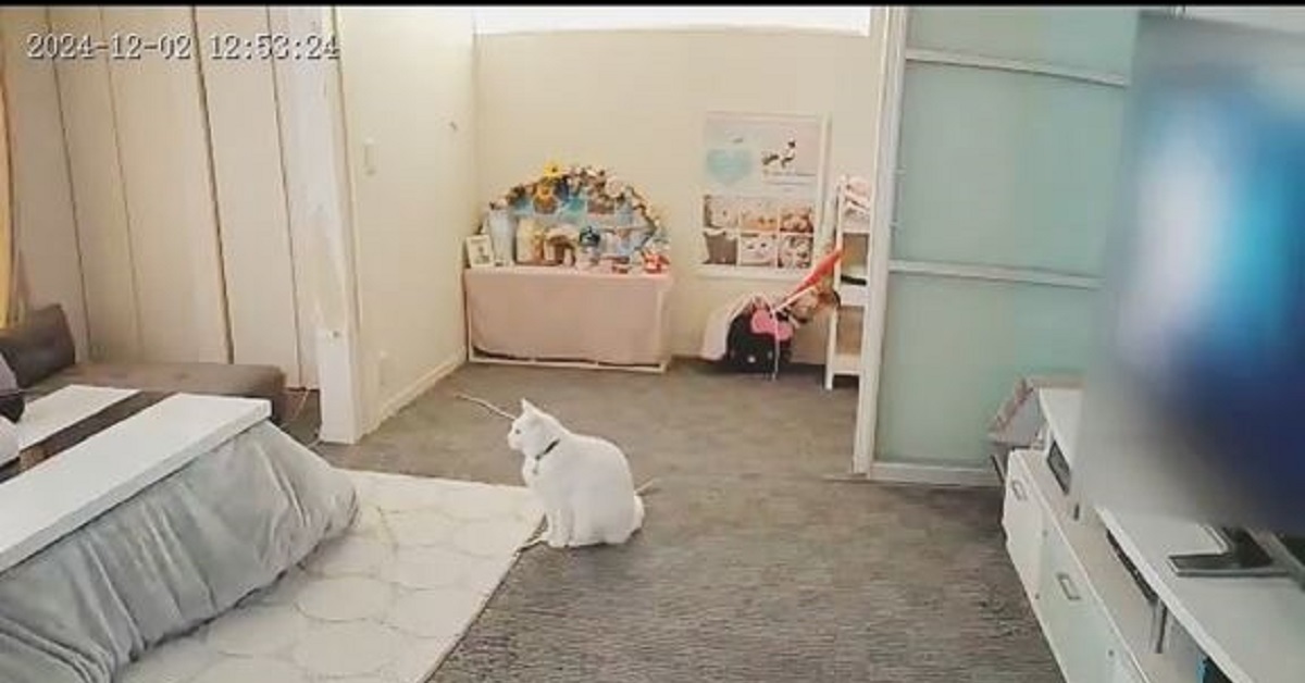 ペットカメラで息子大好きな猫をのぞいてみたら……　涙が出そうな光景に「胸キュンです」「もうたまらんかわいすぎ」（1/3） | 猫 ねとらぼ