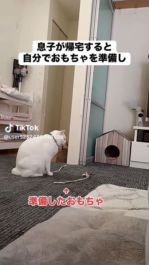遊んでくれるのを待つ猫