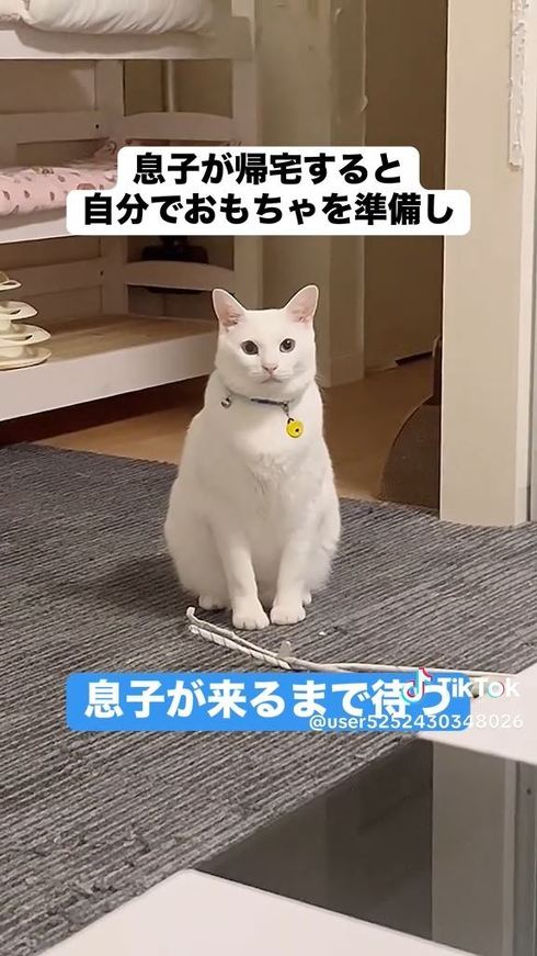 遊んでくれるのを待つ猫