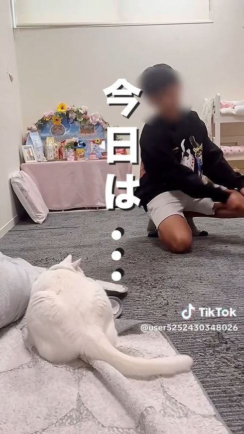 遊んでくれるのを待つ猫