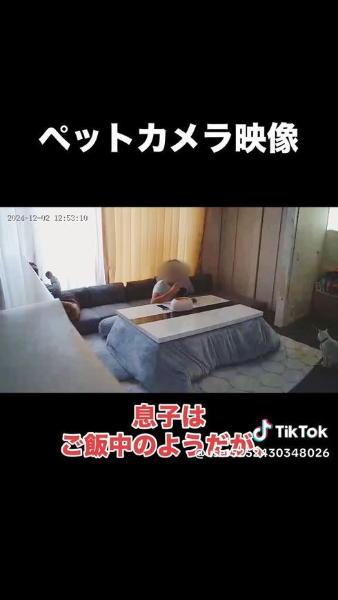 遊んでくれるのを待つ猫