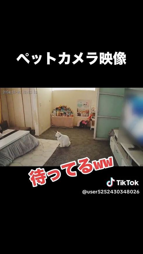 遊んでくれるのを待つ猫