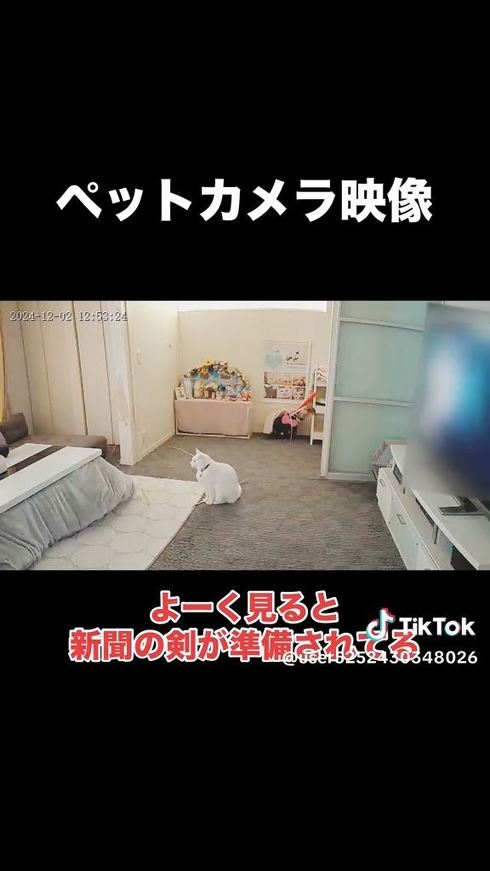 遊んでくれるのを待つ猫