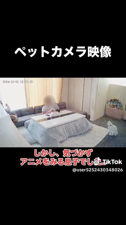 遊んでくれるのを待つ猫