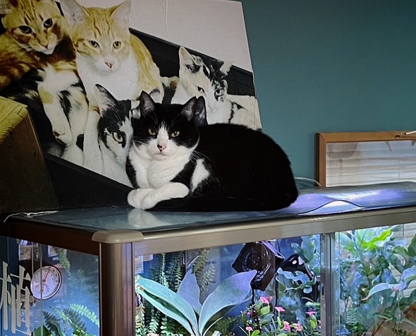 85gだった頃から立派に成長したニャンコ