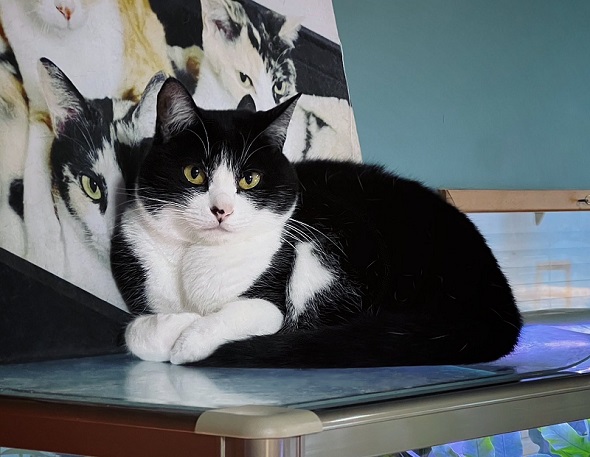 85gだった頃から立派に成長したニャンコ