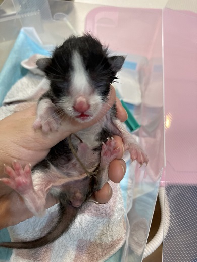 85gだった頃の写真