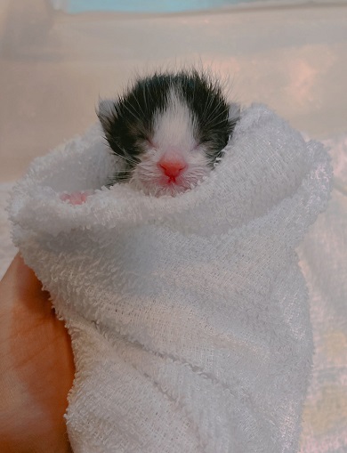 タオルに包まれている赤ちゃん猫