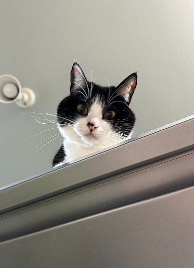 下をのぞいているニャンコ