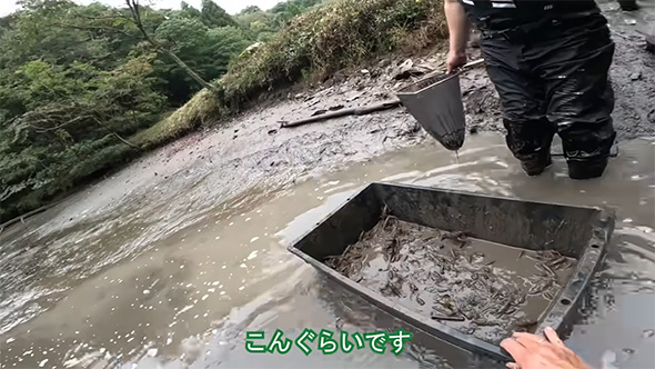 こんくらいです