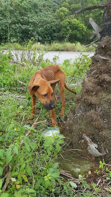 餓死寸前 野犬 保護 6年後 ビフォーアフター 男前