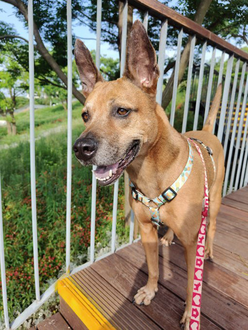 餓死寸前 野犬 保護 6年後 ビフォーアフター 男前