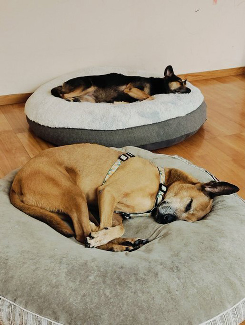 餓死寸前 野犬 保護 6年後 ビフォーアフター 男前