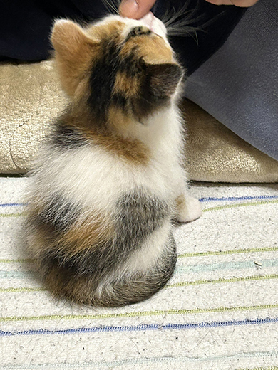 三毛猫おちびさんのP