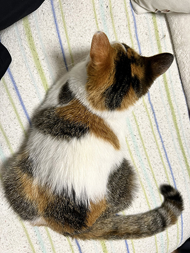 三毛猫9ヶ月のP