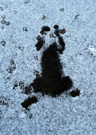 雪の中のワンコの跡