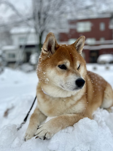雪に喜ぶ柴ワンコ