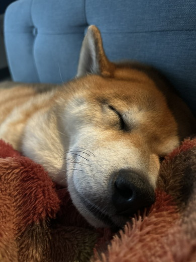 寝ている柴ワンコ