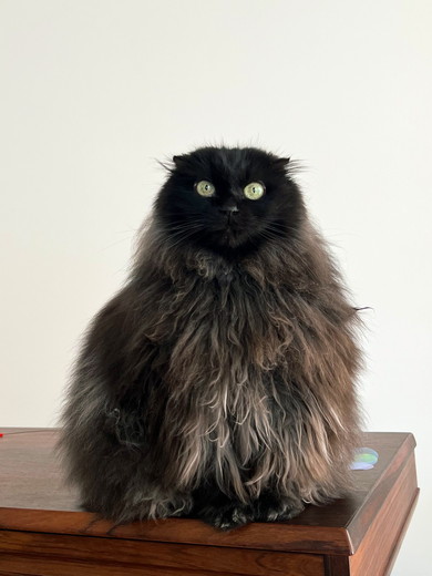 座っているにゃんこ