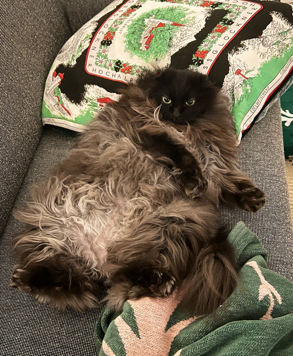 へそ天モフモフにゃんこ