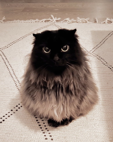 見上げるにゃんこ