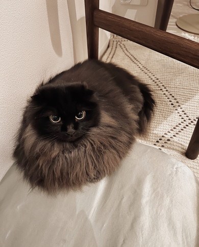 香箱座りにゃんこ