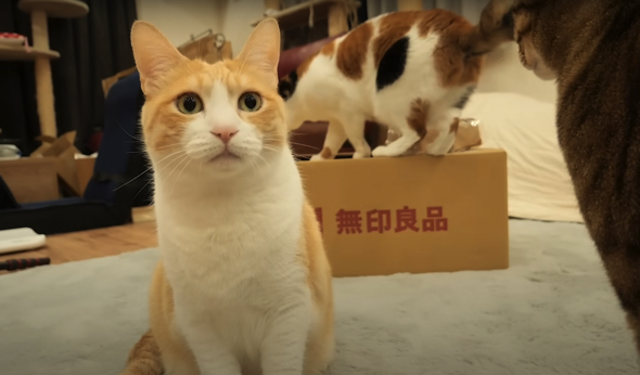 無印良品から登場した猫用品をレビュー