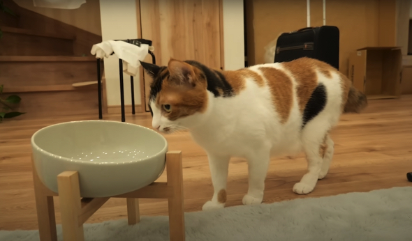 「木製スタンド 大」（1490円）と「ペット用フードボウル 大」（990円）