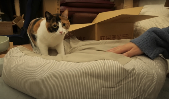 「丸洗いできる ペット用クッション」（3990円）