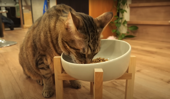 ごはんをおいしそうに食べるティガーくん