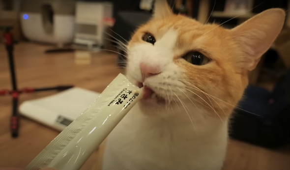 おやつ系も高評価な印象です