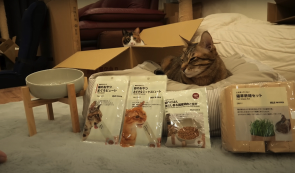 猫ちゃんたちの正直レビューでした