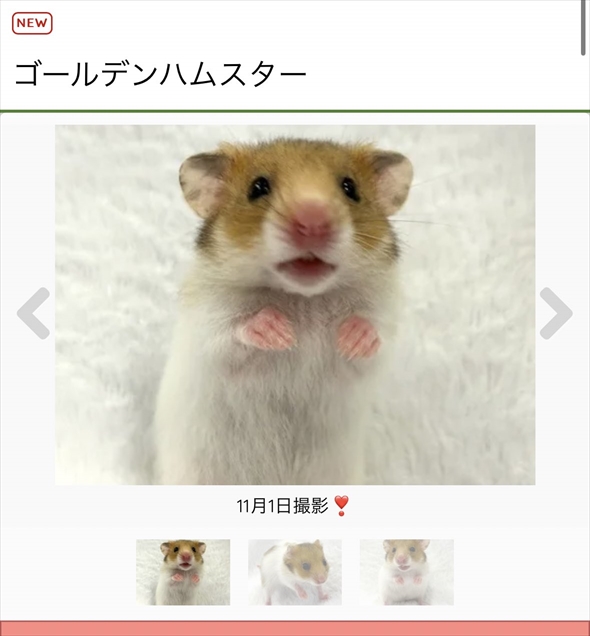 ハムスターをうまく撮影する人がいる？