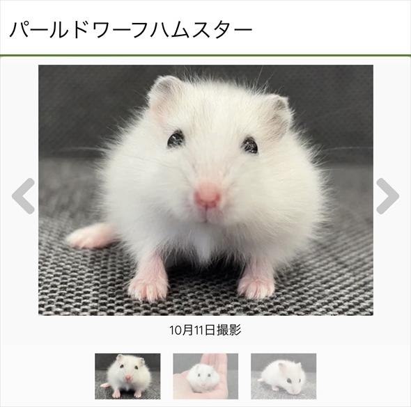 ハムスターをうまく撮影する人がいる？