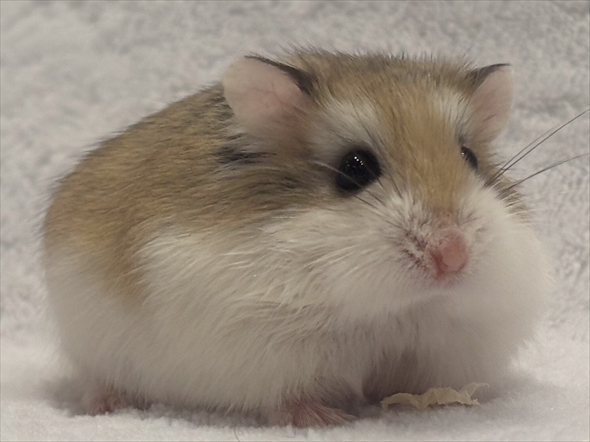 ハムスターをうまく撮影する人がいる？