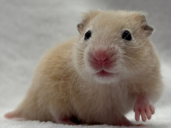 ハムスターをうまく撮影する人がいる？