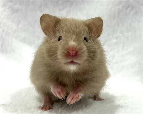 ハムスターをうまく撮影する人がいる？