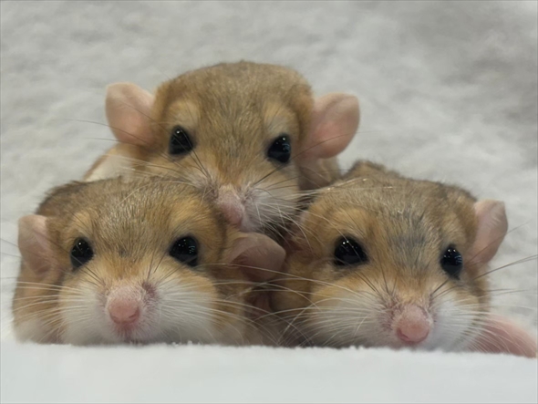 ハムスターをうまく撮影する人がいる？