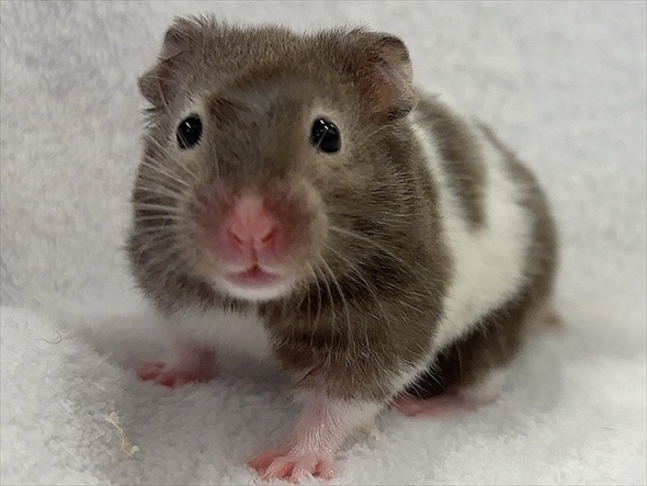 ハムスターをうまく撮影する人がいる？