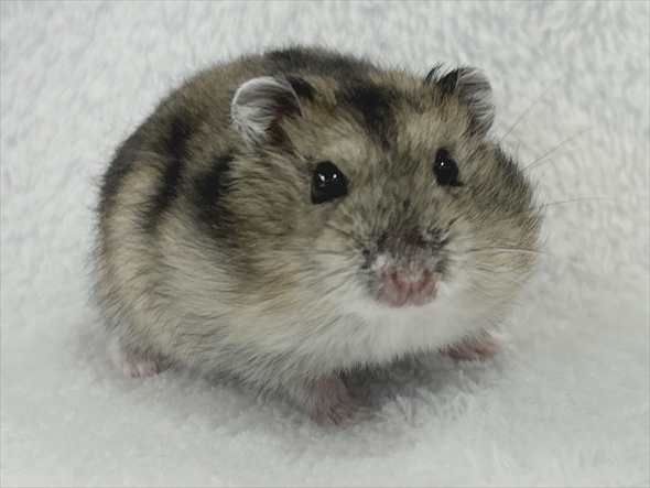 ハムスターをうまく撮影する人がいる？