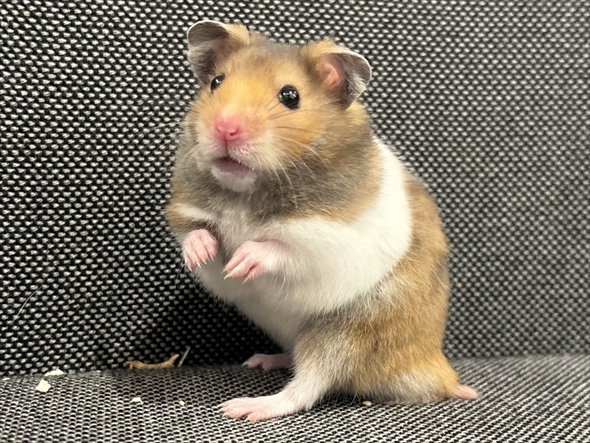 ハムスターをうまく撮影する人がいる？