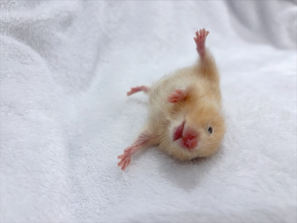 ハムスターをうまく撮影する人がいる？