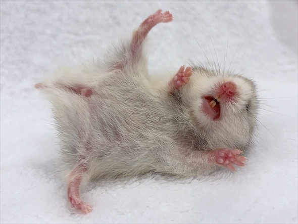 ハムスターをうまく撮影する人がいる？