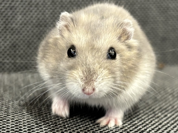 ハムスターをうまく撮影する人がいる？