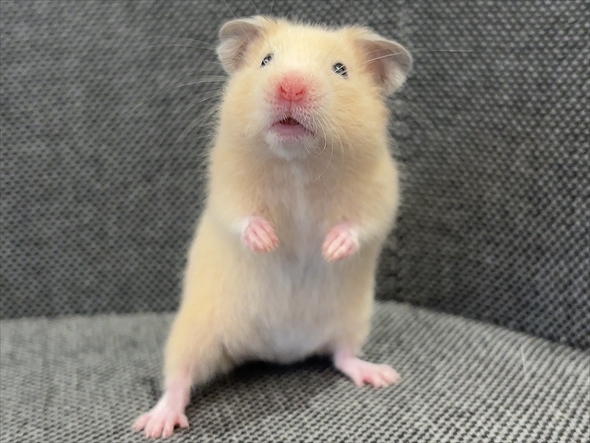 ハムスターをうまく撮影する人がいる？