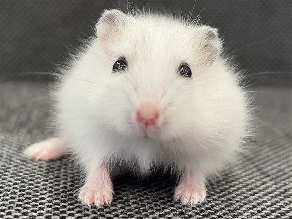 ハムスターをうまく撮影する人がいる？