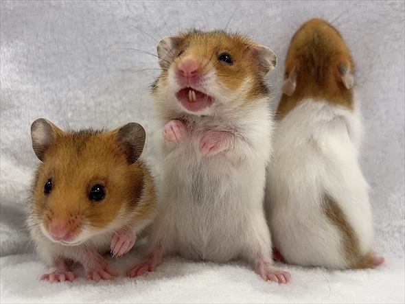 ハムスターをうまく撮影する人がいる？