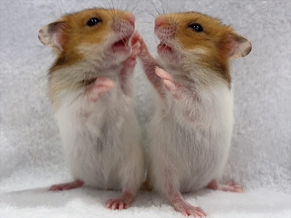 ハムスターをうまく撮影する人がいる？