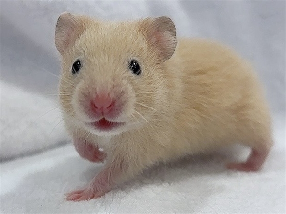ハムスターをうまく撮影する人がいる？