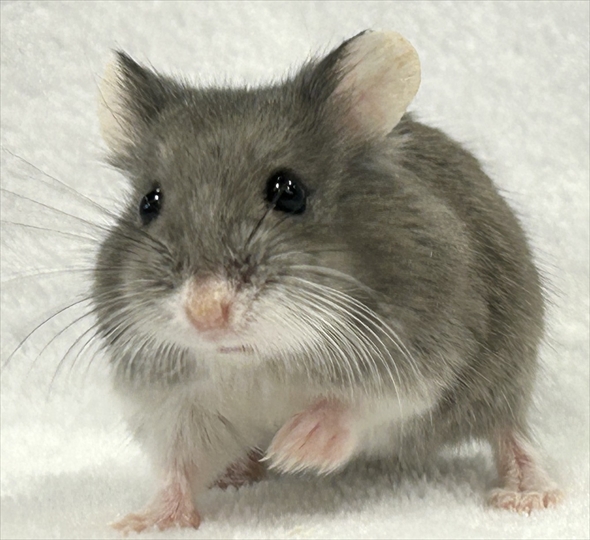 ハムスターをうまく撮影する人がいる？